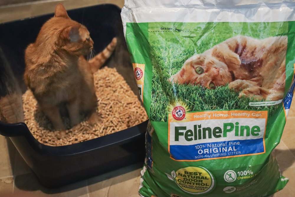 Feline Pine Original