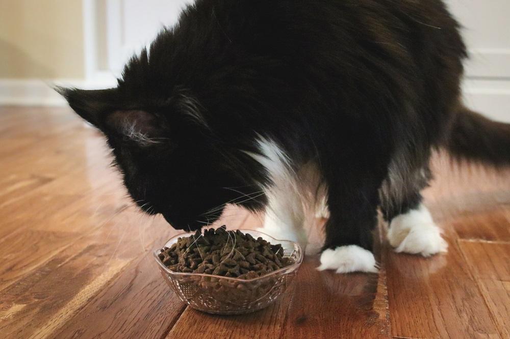 FirstMate-Hühnchen-Mahlzeit-mit-Blaubeeren-Formel-Trockenfutter-Katzen-9