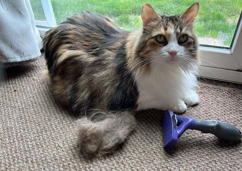 FURminator Enthaarungswerkzeug für Langhaarkatzen