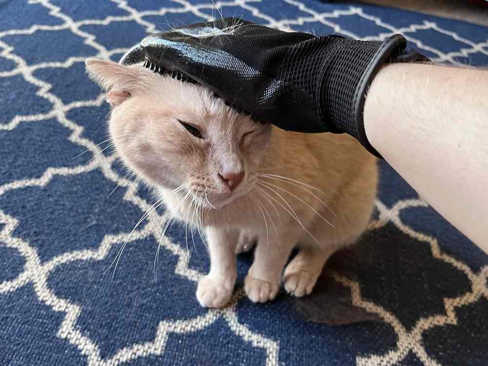 HandsOn All-In-One-Haustierbade- und -pflegeset Fellpflegehandschuhe