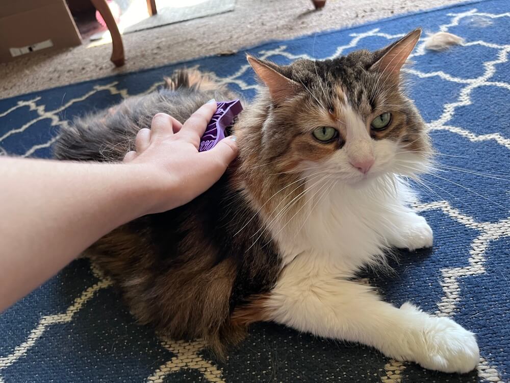 KONG Katzen-ZoomGroom-Bürste