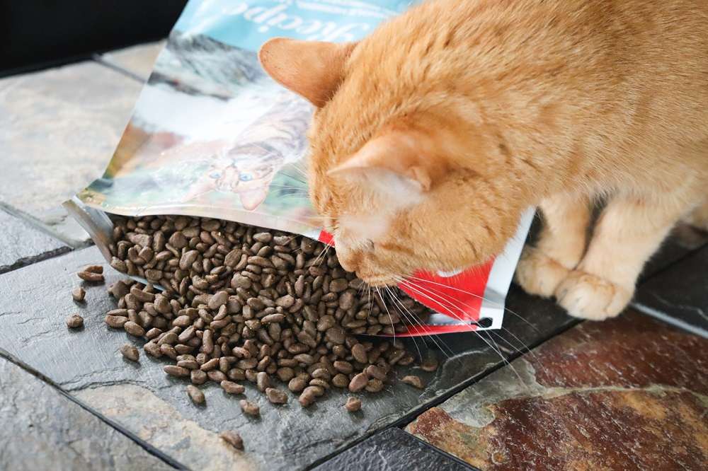 Orijen Six Fish getreidefreies Trockenfutter für Katzen