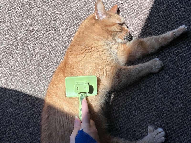 Safari Selbstreinigende Zupfbürste für Katzen