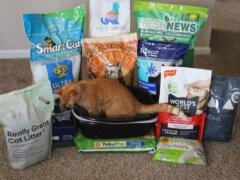 12-Best-Cat-Litters-2024